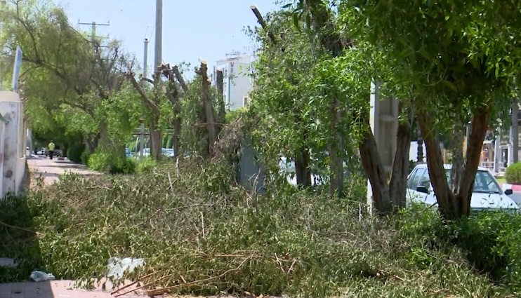 اطلاعیه سازمان سیما منظر و فضای سبز شهرداری سیرجان در خصوص هرس غیر اصولی درختان